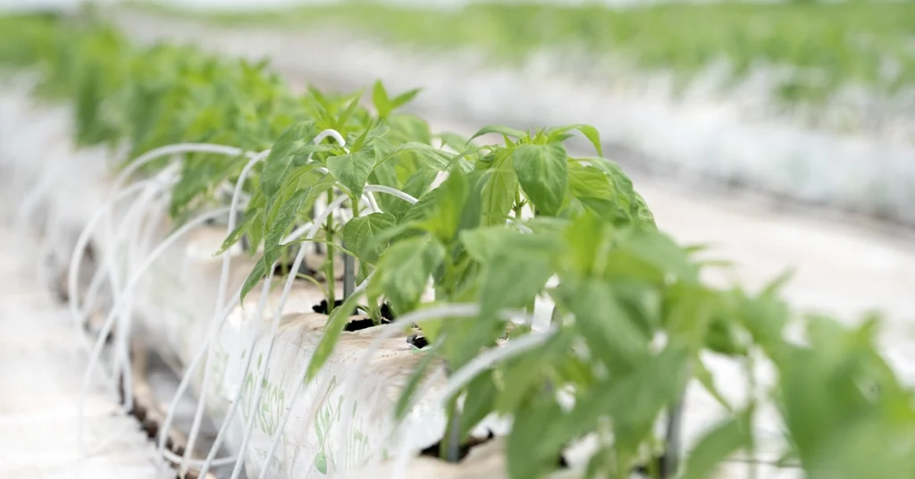 sistemas de riego hidropónico