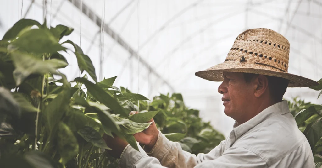 Humedad del suelo en invernaderos industriales